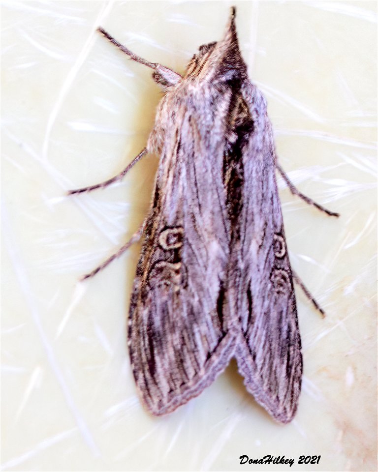 Cucullia antipoda  (a Hooded Owlet) 7june2012 Kates