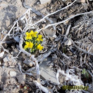 Dudley Bluffs Bladderpod