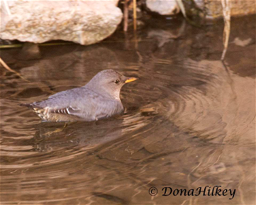 American Dipper