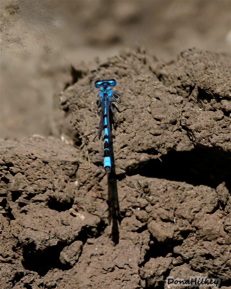 Northern or Boreal Bluet