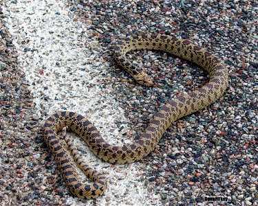 Great Basin Gopher Snake photo