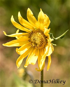 Five-nerved Sunflower