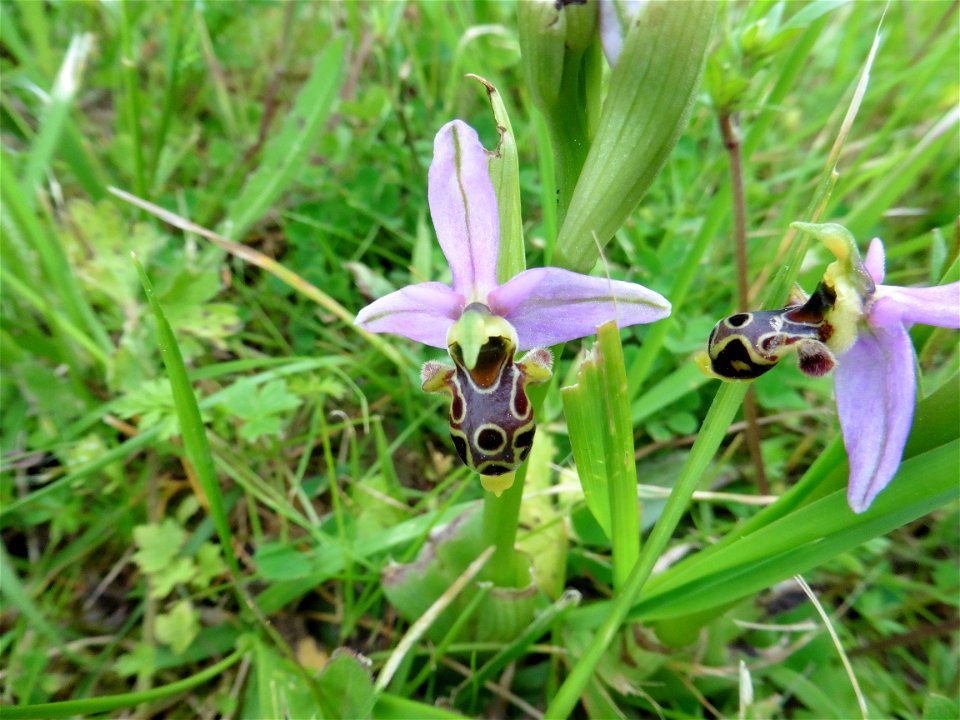 Ophrys scolopax Cav., 1793