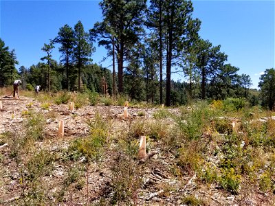 Seedling planting on Sandia RD