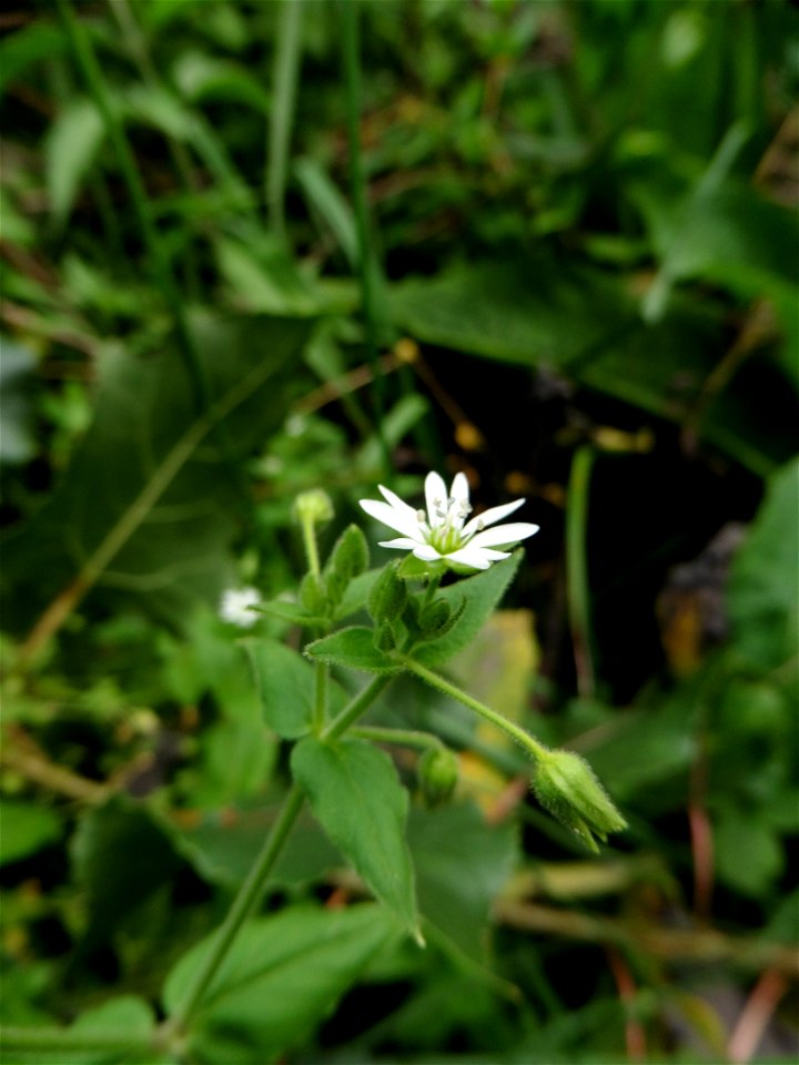 Myosoton aquaticum (L.) Moench, 1794