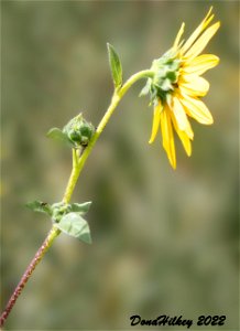 Prairie Sunflower