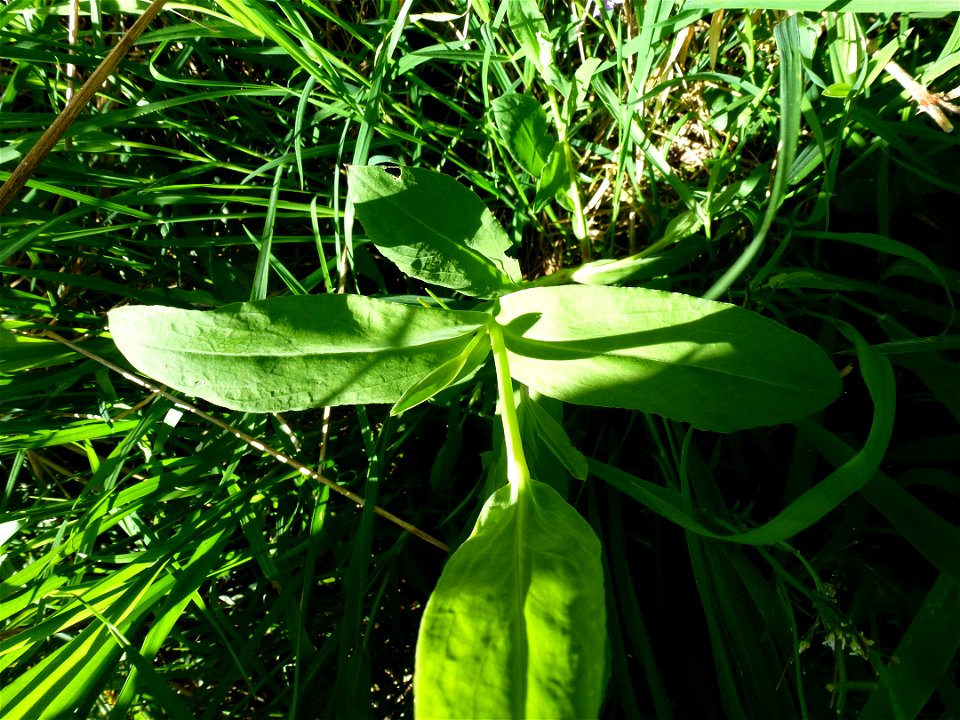 Silene vulgaris (Moench) Garcke, 1869