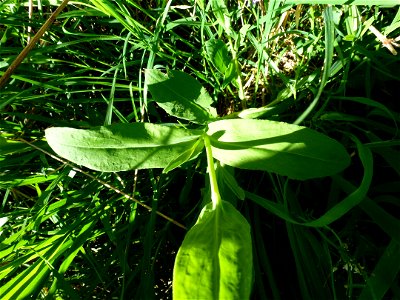 Silene vulgaris (Moench) Garcke, 1869