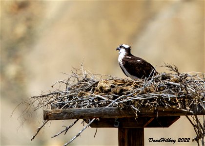 Osprey photo