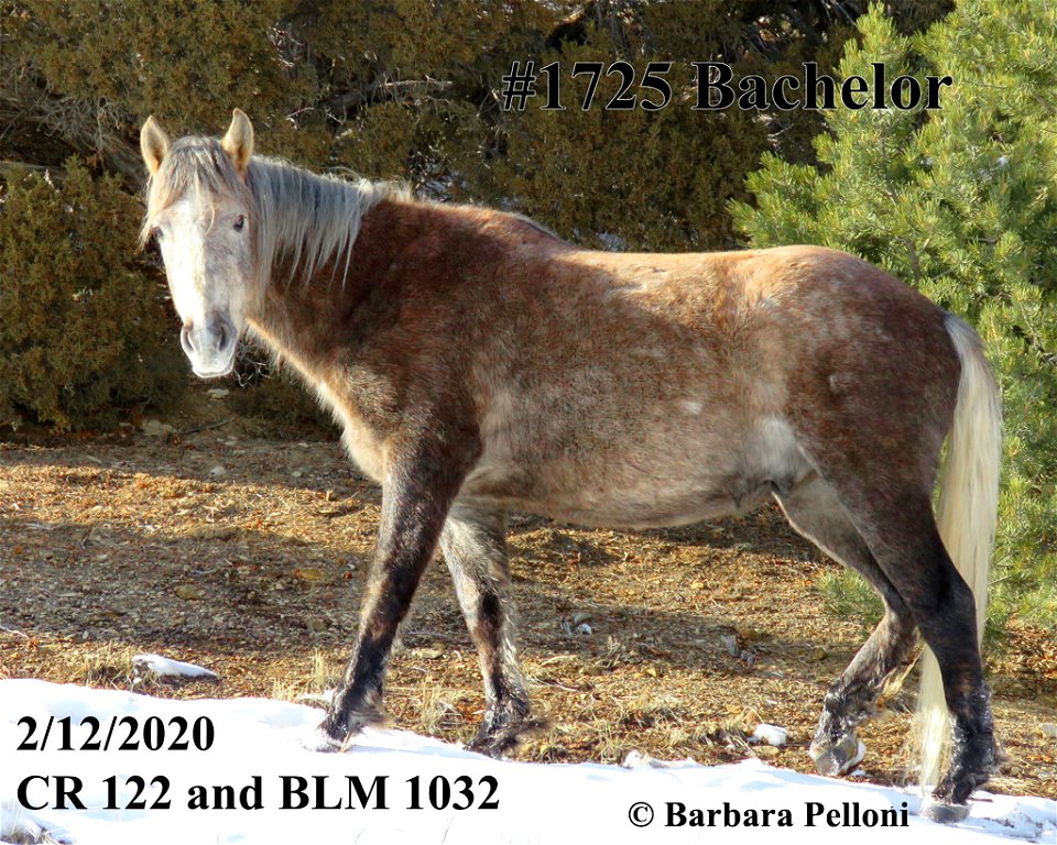 1725-bach-12feb2020-CR122-BLM20132-fb