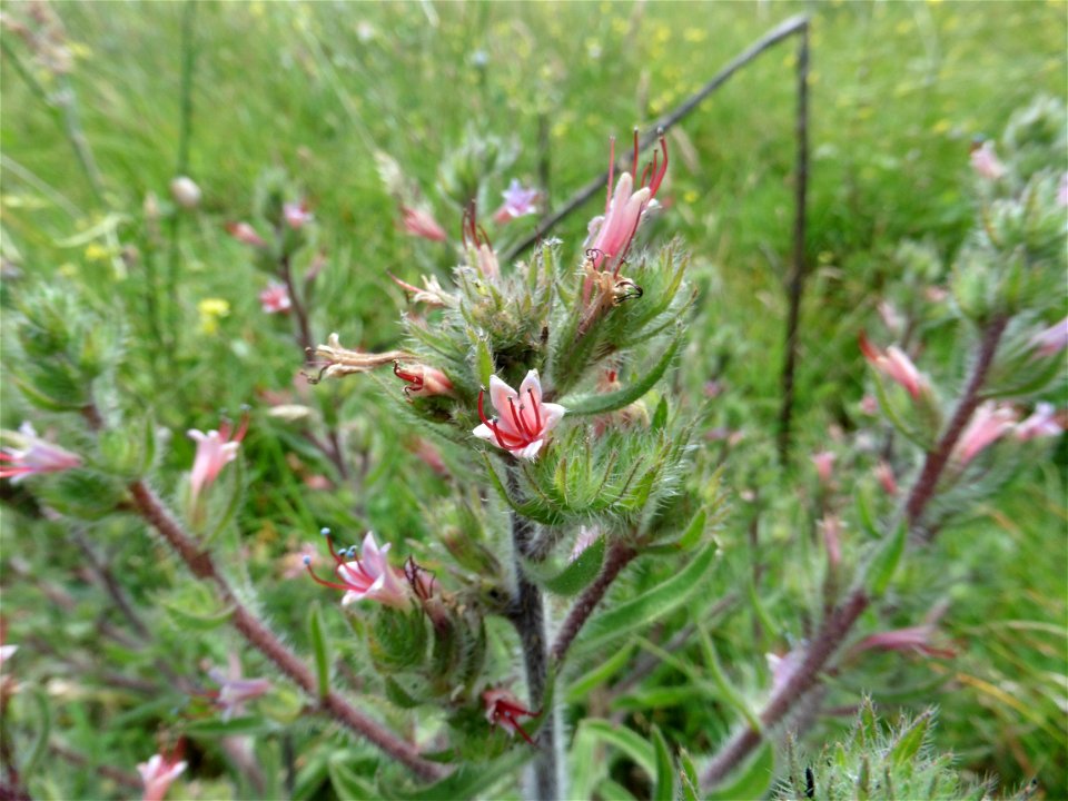 Echium asperrimum Lam., 1792