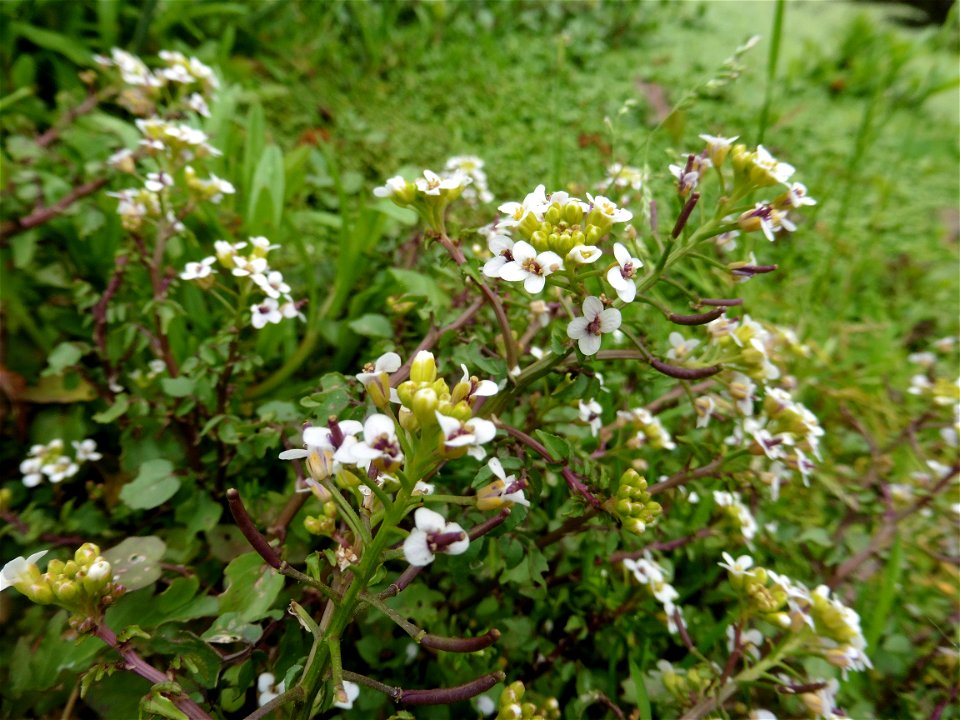 Nasturtium officinale W.T.Aiton, 1812