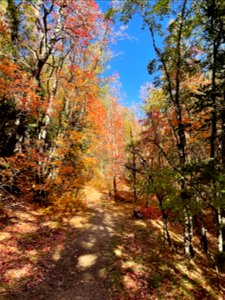 Fall Colors on Mountainair Ranger District