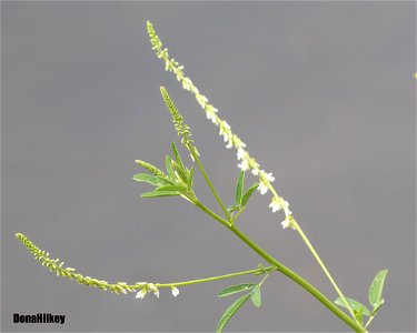White Sweet Clover