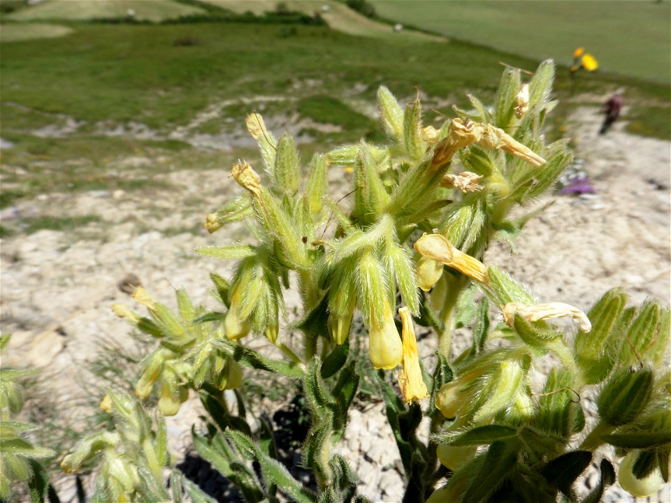Onosma tricerosperma subsp. fastigiata (Braun-Blanq.) G.López, 1994
