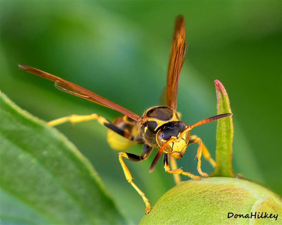 Western Paper Wasp