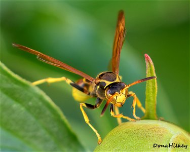 Western Paper Wasp