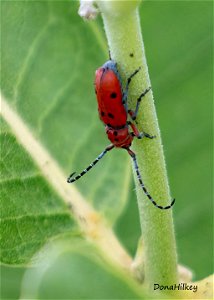 Red-femured Milkweed Borer