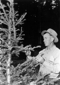 Historic Photo Cibola NF & NGs