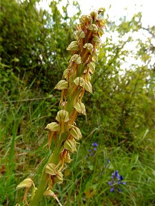Orchis anthropophora (L.) All., 1785