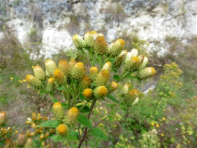 Inula conyzae (Greiss.) DC., 1836