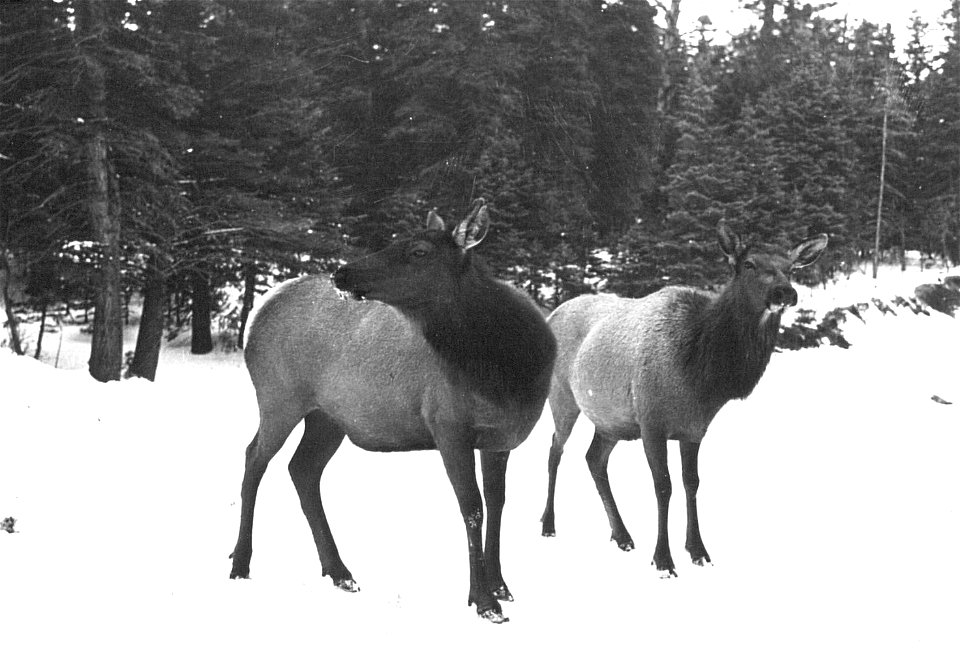 Historic Photos Cibola NF & NGs