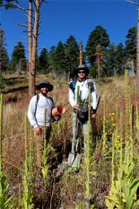 Seedling Planting Sandia Ranger District