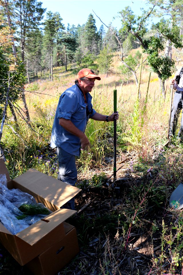 Seedling Planting Sandia Ranger District