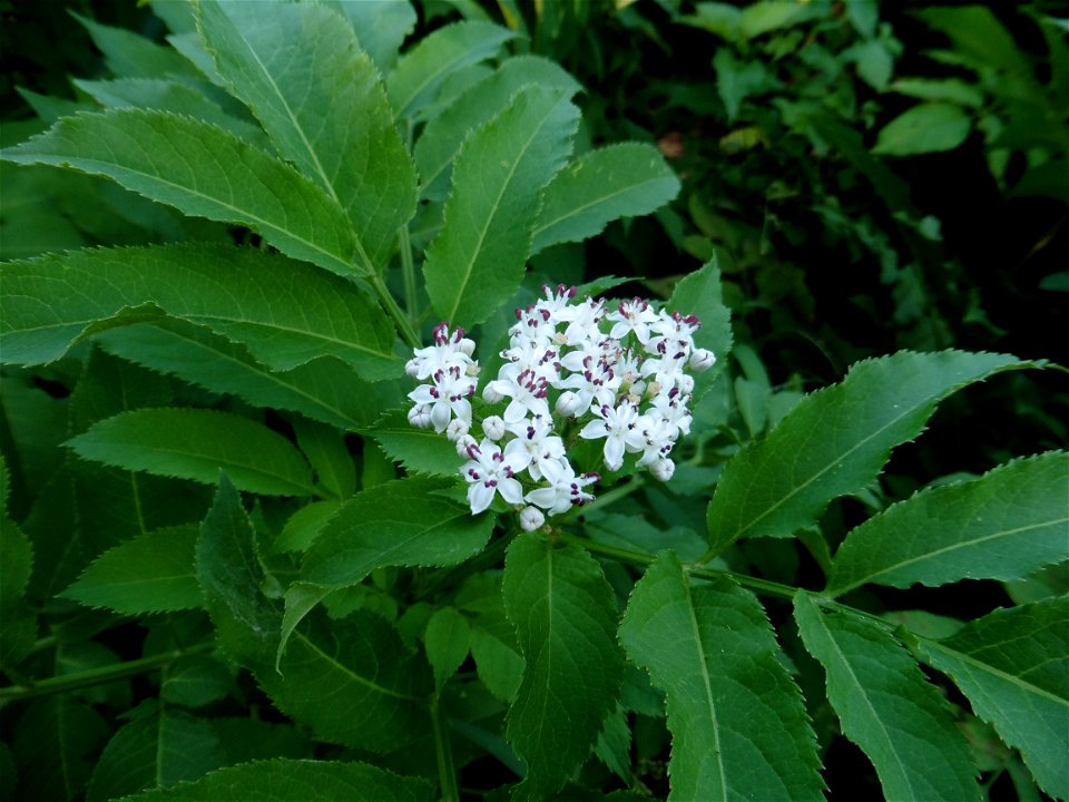 Sambucus ebulus L., 1753