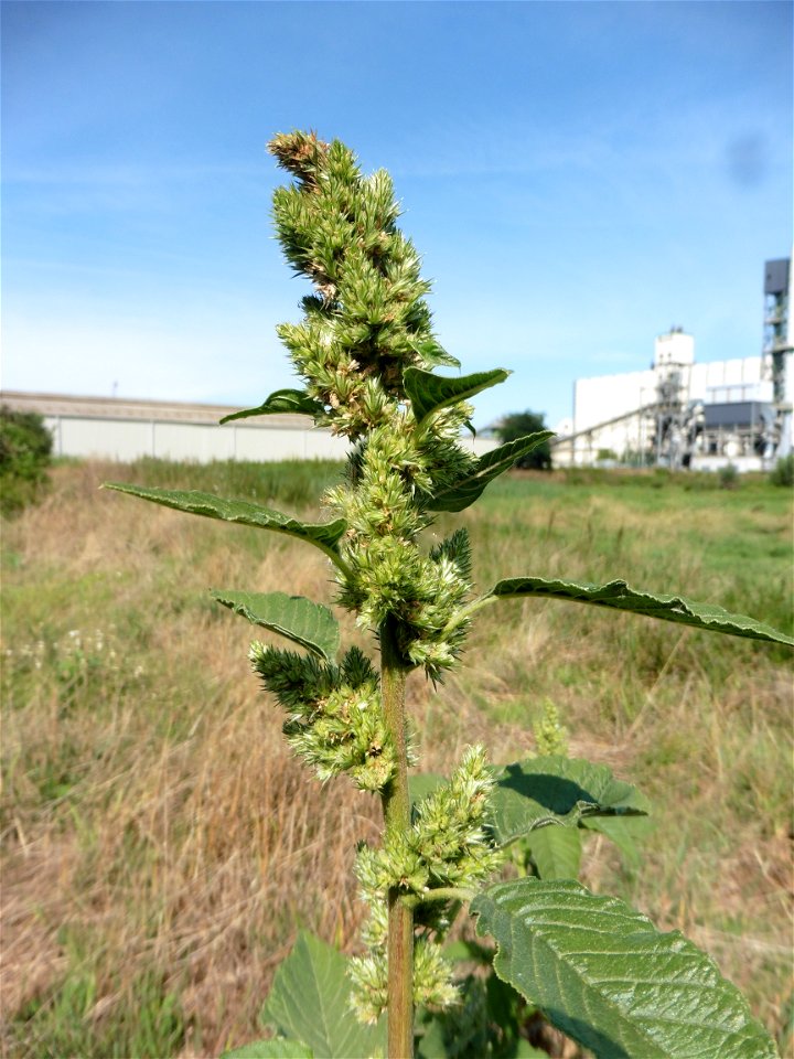 Amaranthus hybridus subsp. hybridus L., 1753