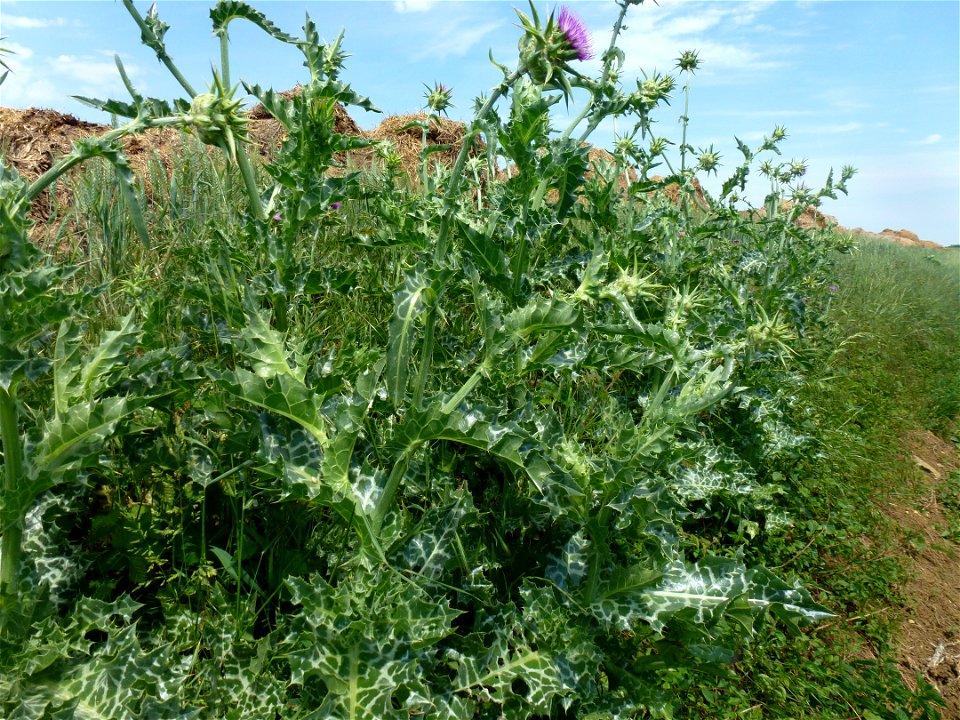 Silybum marianum (L.) Gaertn., 1791