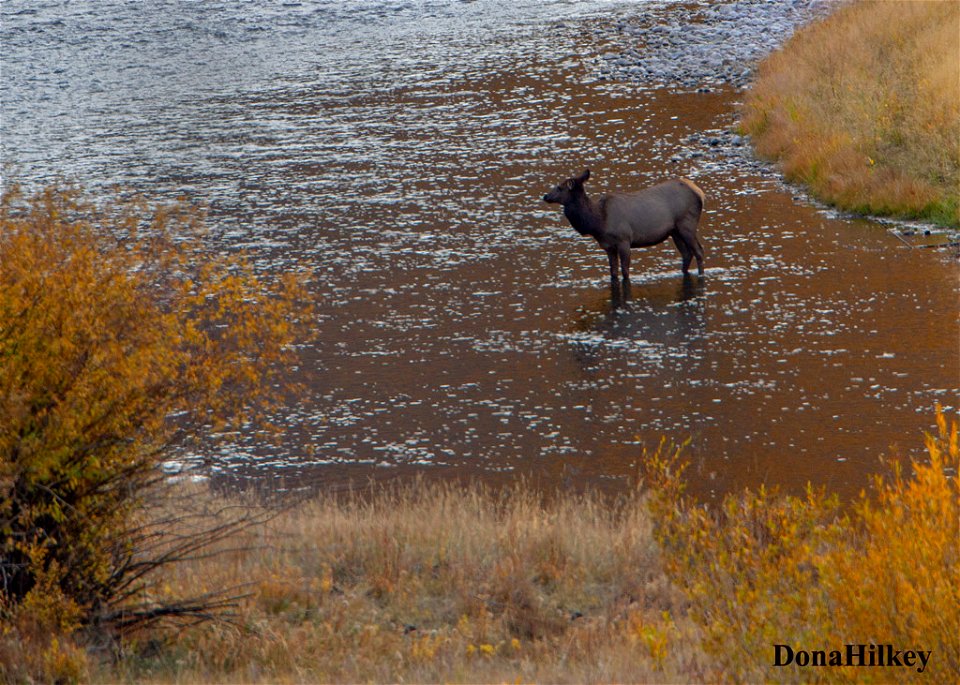 elk-10oct2020-SouthFork-1