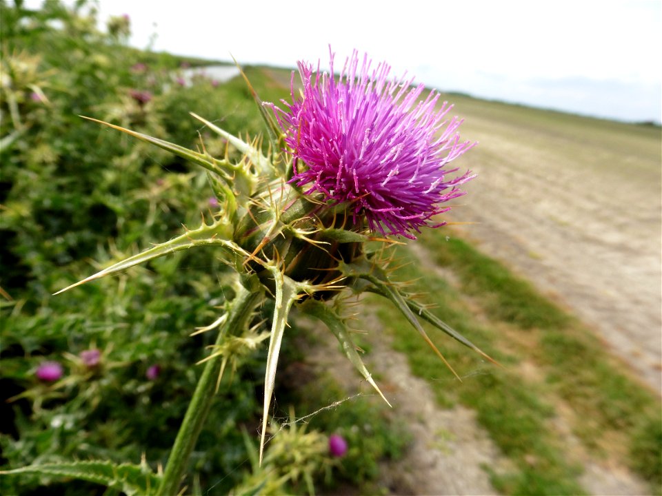 Silybum marianum (L.) Gaertn., 1791