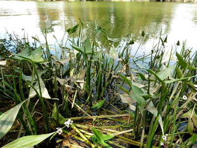 Sagittaria sagittifolia L., 1753