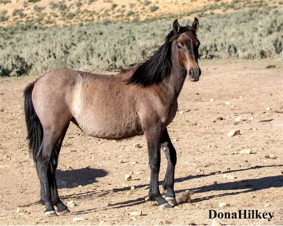 filly-21may2020-barcus