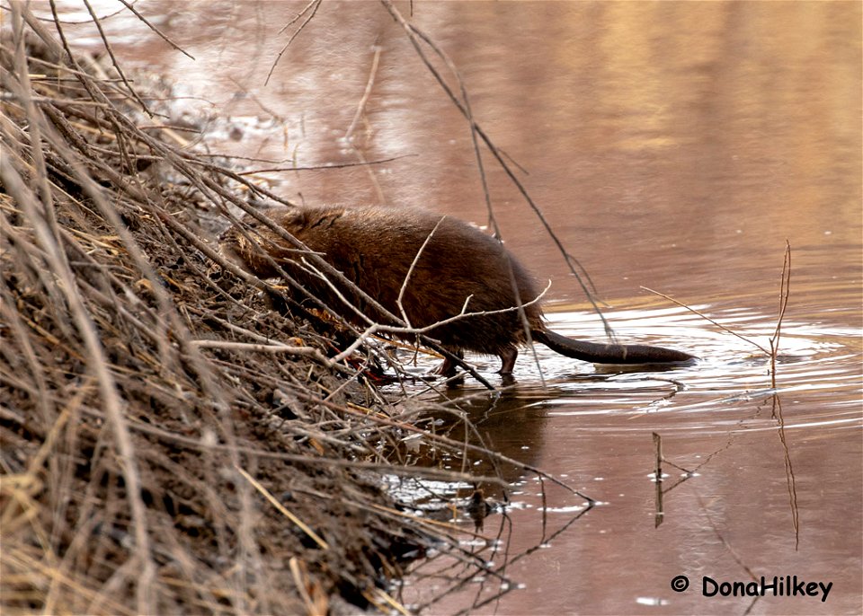 muskrat-7april2019-home