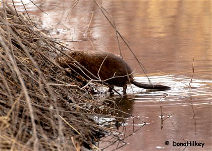 muskrat-7april2019-home photo