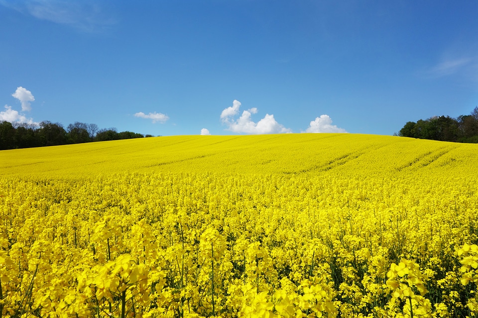Landscape yellow blossom