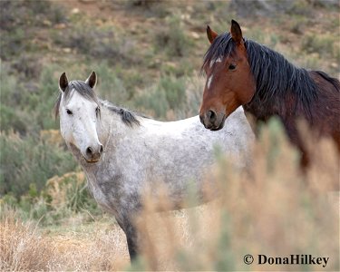 Shiraz-and-friend-1may2020-Barcus