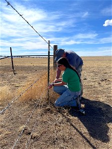 Fence Modification for Pronghorn Passage