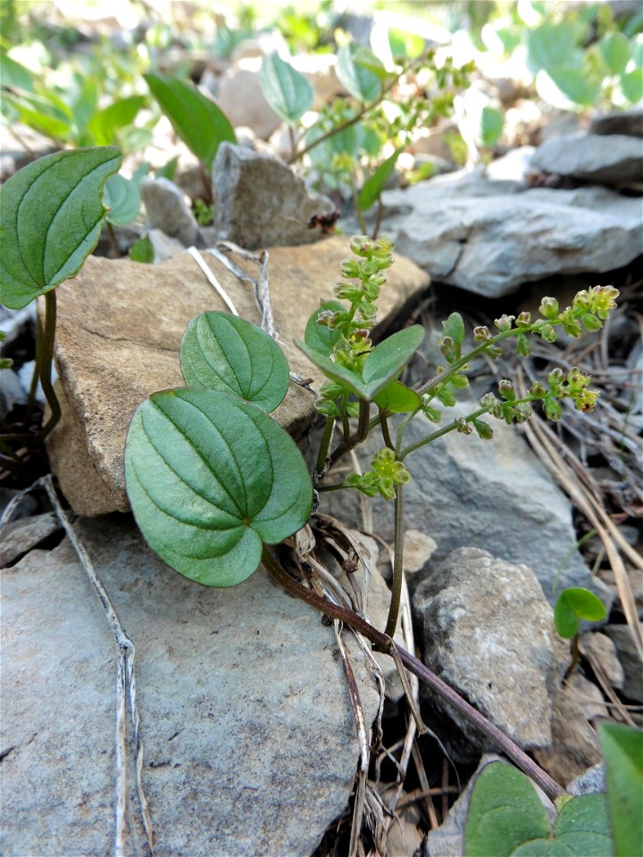 Dioscorea pyrenaica Bubani & Bordère ex Gren., 1866