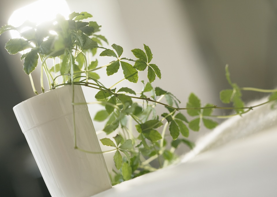 Houseplants on a white table