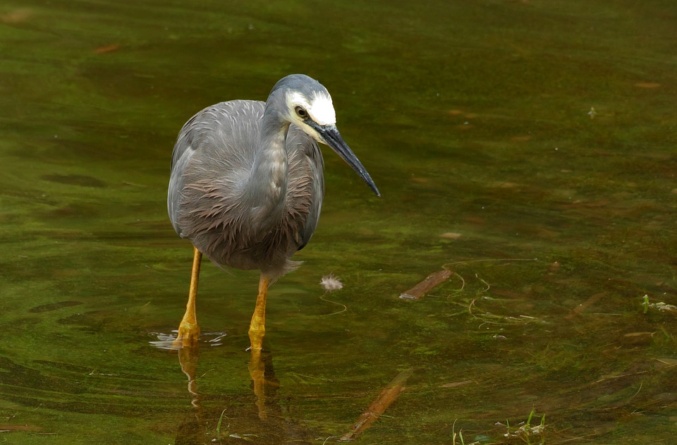 white-faced heron photo