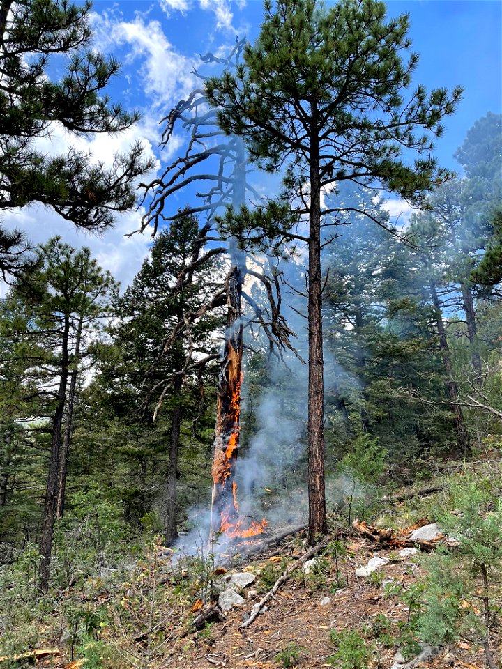 Single tree lightning strike Mountainair Ranger District