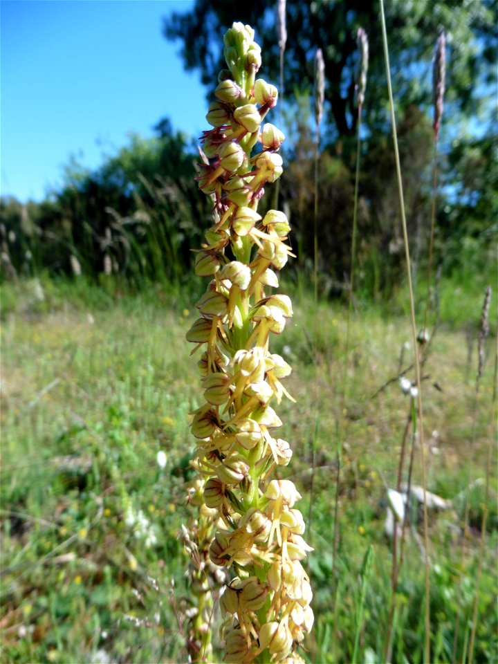 Orchis anthropophora (L.) All., 1785