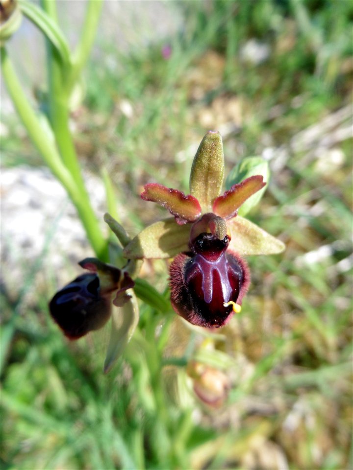 Ophrys passionis Sennen, 1926