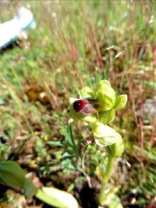 Ophrys funerea Viv., 1824