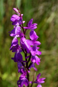 Anacamptis palustris (Jacq.) R.M.Bateman, Pridgeon & M.W.Chase, 1997