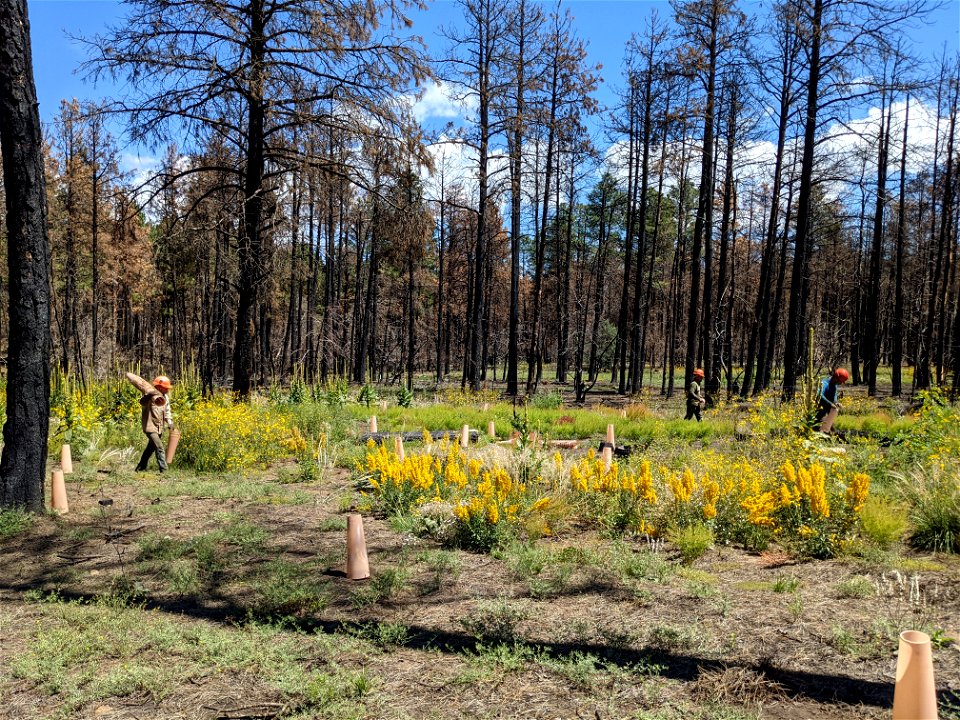 Mountainair RD Seedling Planting