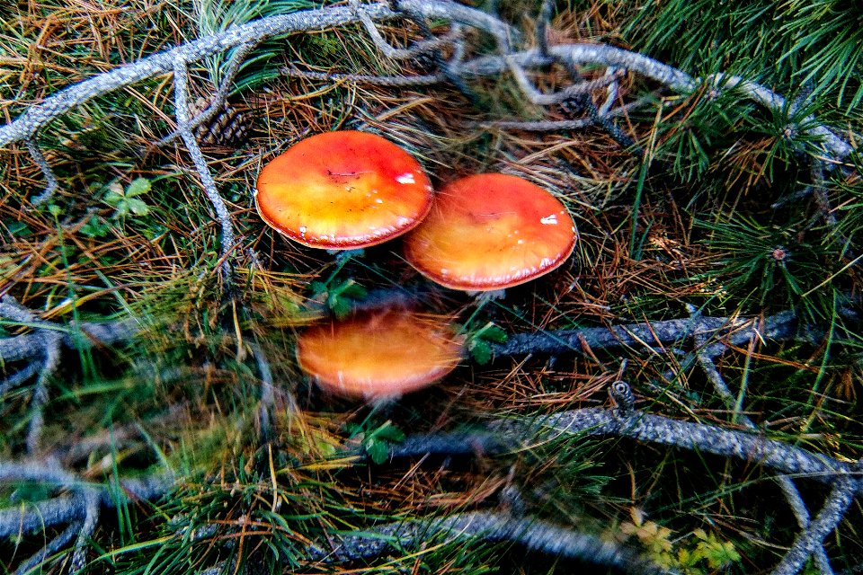 08-10-2020 Caminant per les muntanyas d' Espinavell